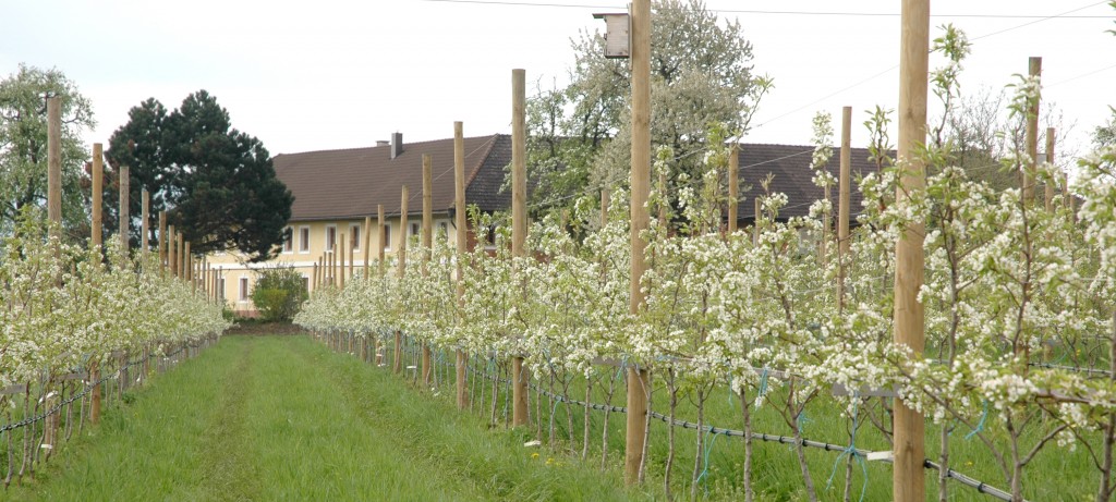 Obstgarten_Hof